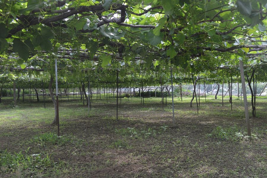 山梨県甲州市勝沼町の甲州種のぶどう畑