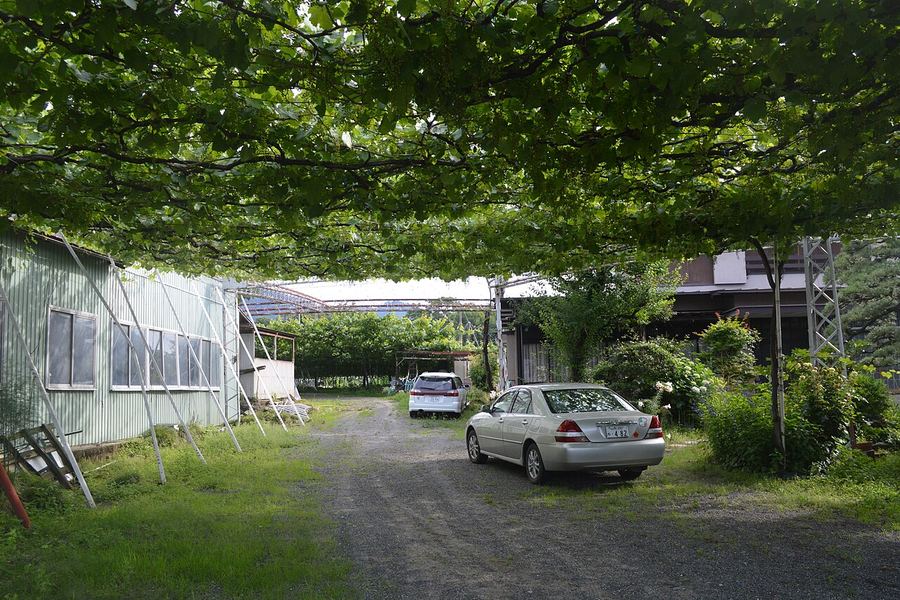 山梨・勝沼のぶどう畑