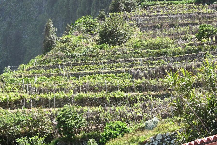 緑に覆われた急な山の斜面に、石垣で区切られた細い段々畑が何段も重なり、低い棚にぶどうの樹が這っている