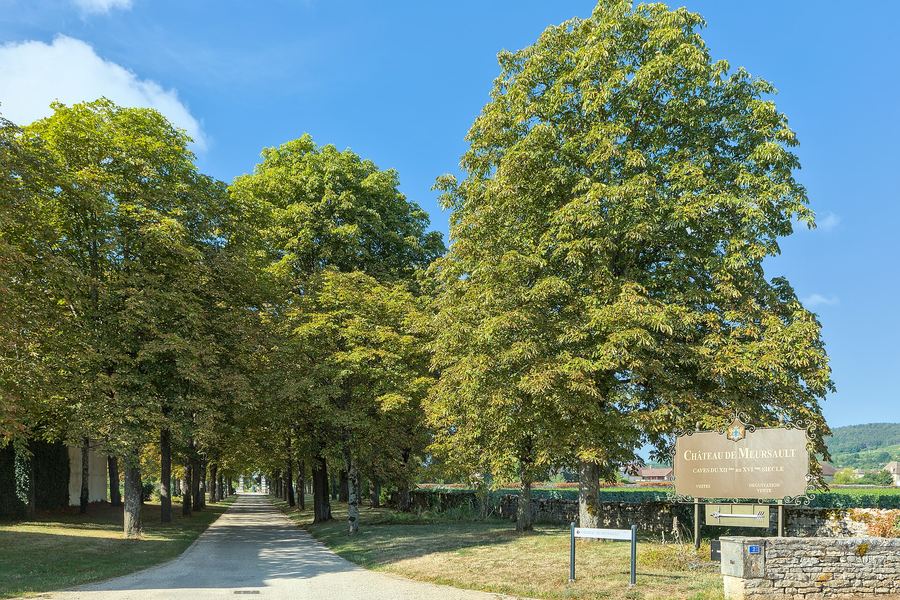 青空の下、背の高い並木の続く道の右手に「CHÂTEAU DE MEURSAULT」と書かれた看板が立ち、石垣の向こうにぶどう畑が見える