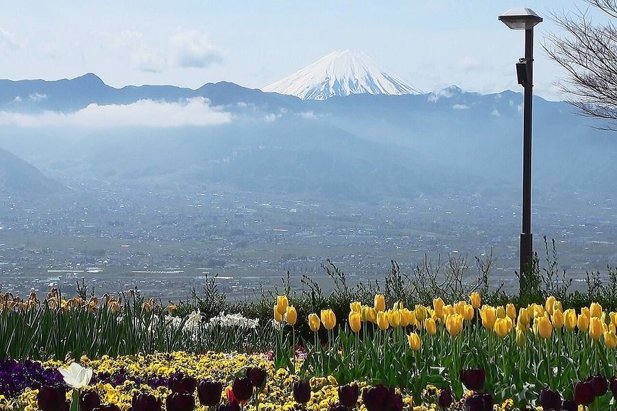 手前に赤・黄・白のチューリップの花壇と街灯。その向こうに霞んだ甲府盆地の街並みが広がり、青い山並みの上に雪をかぶった富士山が頭を出している