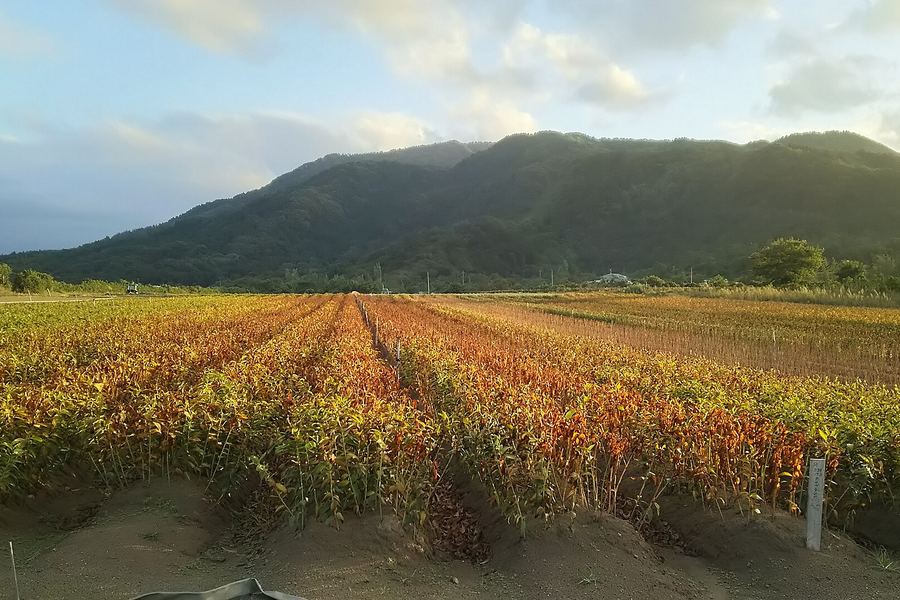 砂地の畑に、紅葉して赤や黄色に色づいたぶどうの垣根が奥までまっすぐ並んでいる。畝のあいだには白っぽい砂が見え、奥には緑の木々に覆われた山がそびえている