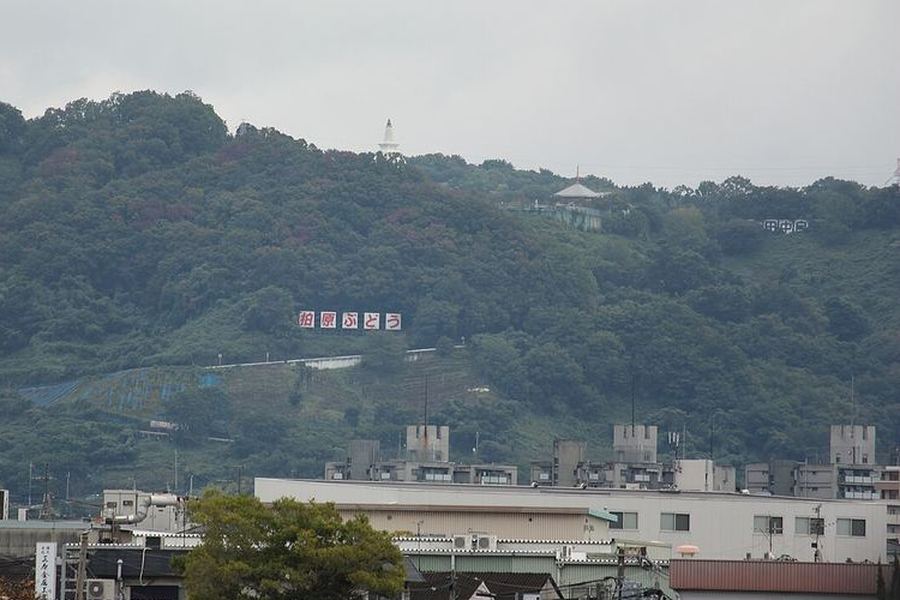 手前に工場やマンションの建物が並び、その奥の緑の山の斜面に「柏原ぶどう」と書かれた白い看板が立っている。斜面の一部には、ぶどう畑の覆いが見える