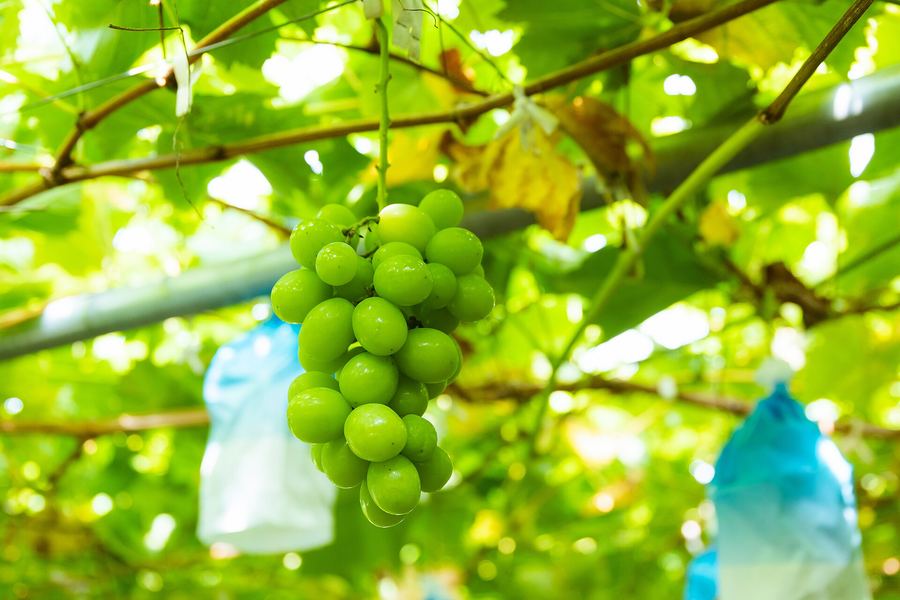 緑の葉が茂る棚の下に、黄緑色の大粒のぶどうの房が一つ垂れ下がっている。周りには袋をかけた房が見える