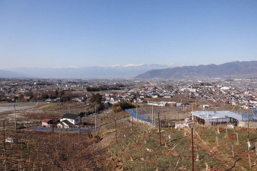 冬枯れのぶどう畑が広がる斜面から、甲府盆地の街並みと、雪をかぶった南アルプスの山並みを望む